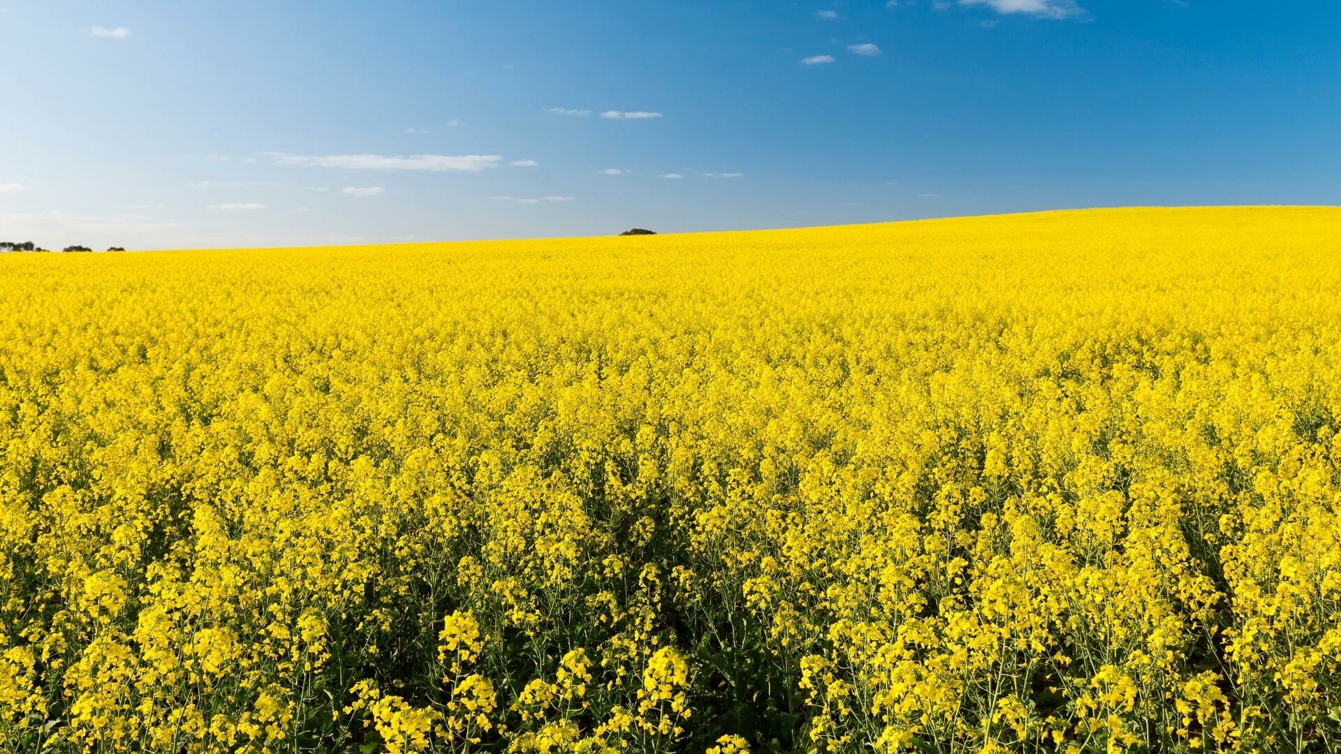 Calenberger Land blüht