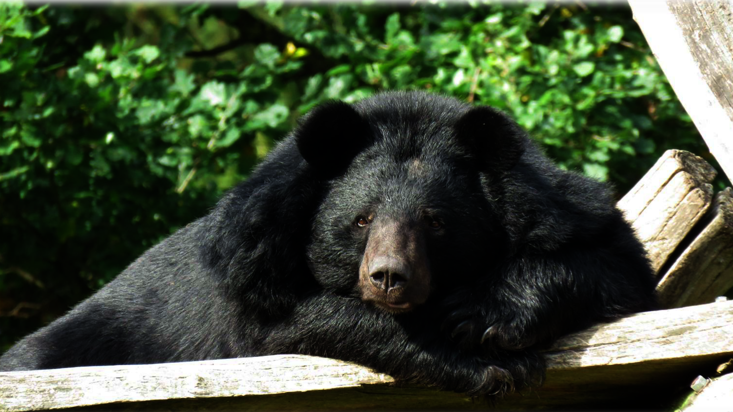 Deutscher Tierschutzbund